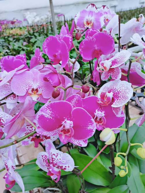 微信圖片_20200804142954.jpg 微信圖片_20200804142954.jpg